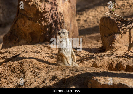 Meerkats, Valencia, Bioparco Foto Stock