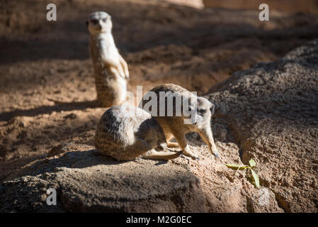 Meerkats, Valencia, Bioparco Foto Stock