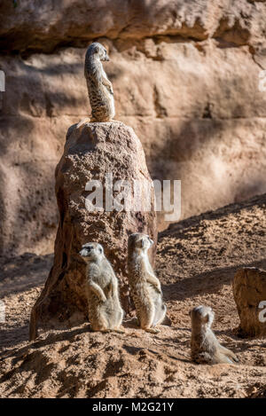 Meerkats, Valencia, Bioparco Foto Stock