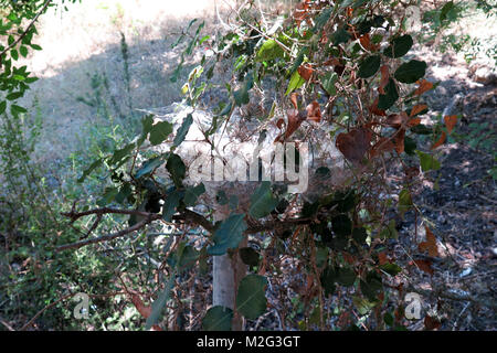 Oak processionary nido su un albero di quercia Foto Stock