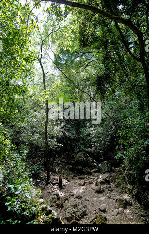 Sentiero escursionistico in Galilea, Israele passando attraverso una fitta foresta mediterranea Foto Stock