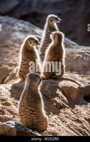 Meerkats, Valencia, Bioparco Foto Stock