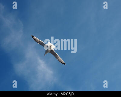 Seagull in volo fotografato sull'isola greca di Thasos nel nord del Mar Egeo Foto Stock