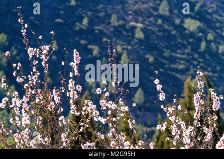 Splendida fioritura dei mandorli con fiori in Spagna Foto Stock