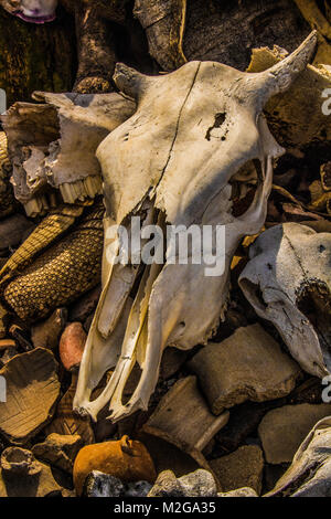 Cranio di Bull su ossa. Altare tradizionale Foto Stock