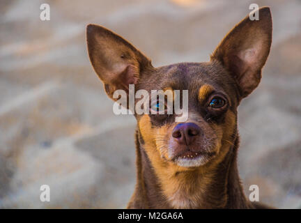 Chihuahua cane sguardo closeup con sabbia in background Foto Stock