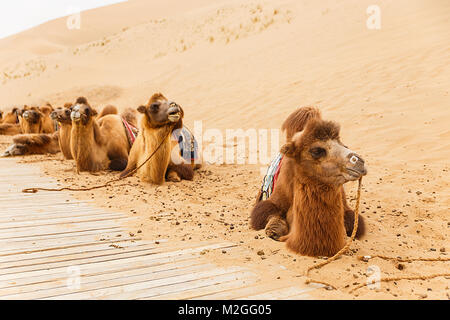 Cammelli IV, badain jaran Foto Stock