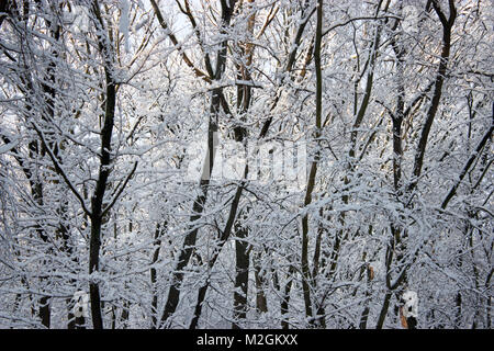 Foresta in inverno, alberi nella neve, snowy fiaba natura Foto Stock