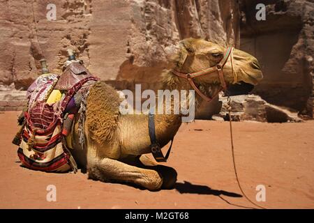 Un beduino poggia cammello vicino al tesoro Al Khazneh scavata nella roccia rossa di Petra, Giordania Foto Stock