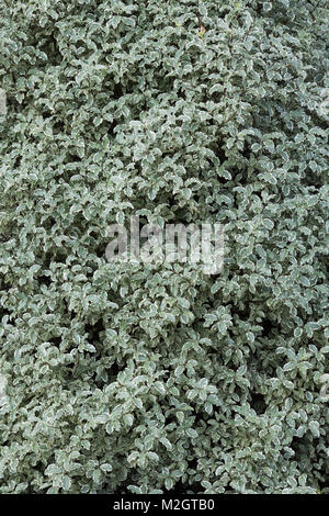 Pittosporum tenuifolium Variegatum "". Kohuhu bush in RHS Wisley Gardens, Surrey, Inghilterra Foto Stock