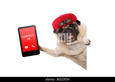 Frolic pug cucciolo di cane con cappuccio rosso, tenendo su tablet phone con testo contattaci, appeso lateralmente dal bianco banne, isolato Foto Stock