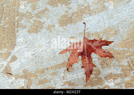 Unico rosso scuro foglie giacente sul vecchio sfondo dipinto Foto Stock