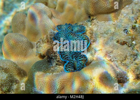 Un mollusco blu maxima clam Tridacna maxima, subacquea nell'Oceano Pacifico, Rarotonga Isole Cook Foto Stock