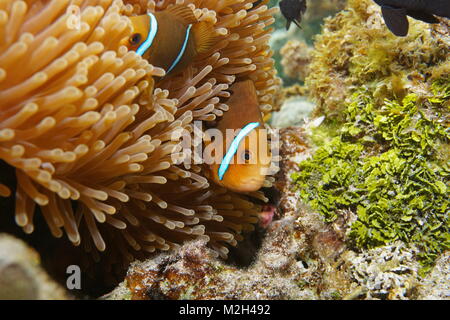 Pesce tropicale arancio-pinna, anemonefish Amphiprion chrysopterus, nascosti in anemone marittimo tentacoli, subacquea oceano pacifico, Rarotonga Isole Cook Foto Stock