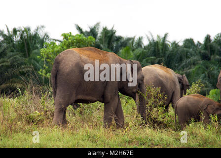 Borneo elefante pigmeo (Elephas maximus borneensis) è una sottospecie di elefante asiatico endemica di Borneo - elencati in via di estinzione sulla Lista Rossa IUCN. Foto Stock