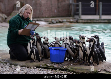 Il detentore Zu Zanna conta i pinguini durante l annuale constatazione allo Zoo di Londra nel centro di Londra. Foto Stock