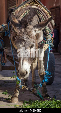 Un lavoro di asino, cercando stanco ma ben curati dai locali, è legato a un carrello e mangia verdi da terra. La medina di Marrakesh, Marocco. Foto Stock