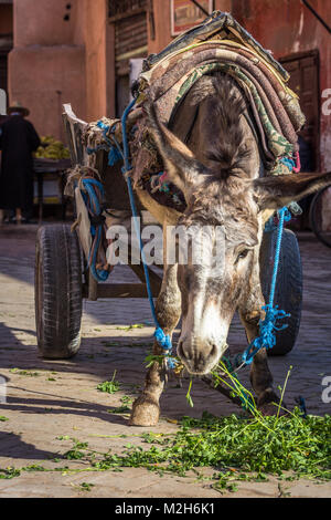 Un lavoro di asino, cercando stanco ma ben curati dai locali, è legato a un carrello e mangia verdi da terra. La medina di Marrakesh, Marocco. Foto Stock