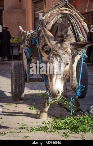 Un lavoro di asino, cercando stanco ma ben curati dai locali, è legato a un carrello e mangia verdi da terra. La medina di Marrakesh, Marocco. Foto Stock