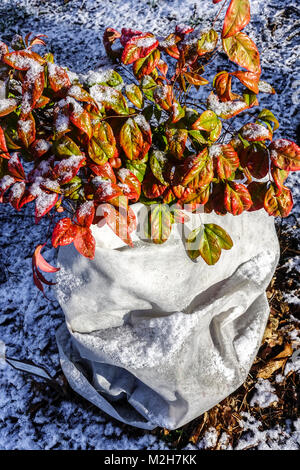 Nandina domestica " Nana dei boschi ". Heavenly bamboo, fleece orticola per proteggere contro il gelo invernale protezione invernale Foto Stock