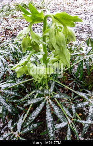 Helleborus foetidus, l'elleboro puzzolente, dungwort, setterwort Foto Stock