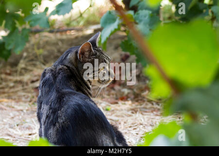 Un gatto passeggiate attraverso un vigneto o giardino e guarda in lontananza. Foto Stock