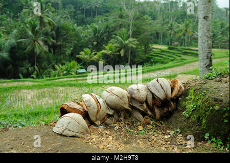 Gusci di noce di cocco utilizzata per fuoco combustibile, Bali, Indonesia Foto Stock