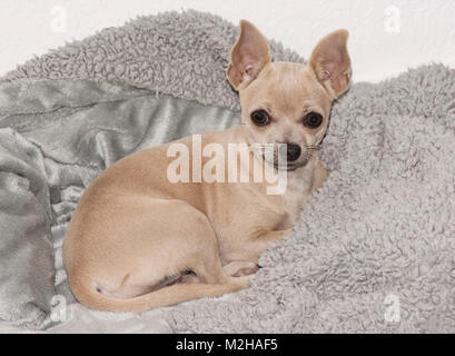 Bella chihuahua cucciolo giacente su un vello grigio bed Foto Stock