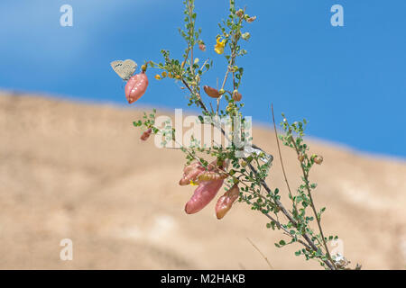 farfalla blu comune polyommatus icarus sul seme rosa pod di una vescica senna cespuglio che mostra un fiore e ramo della pianta Foto Stock