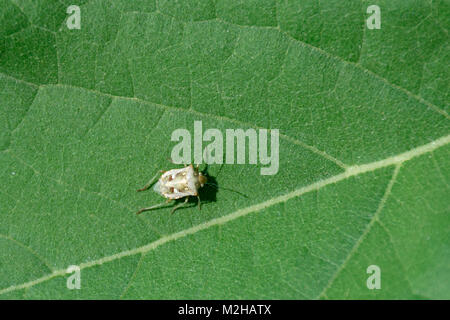 Macro di uno scudo ornato bug Chromantha ornatula su gigante foglia di girasole verde Foto Stock