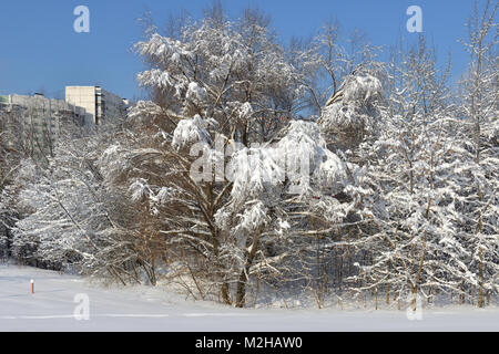 Coperte di neve di Mosca. Parco Paesaggistico dopo la nevicata. Cumuli di neve e neve sugli alberi. L'inverno. La Russia Foto Stock