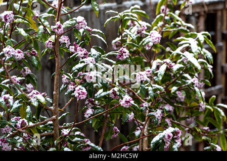 Daphne bholua Jacqueline Postill,fioritura invernale wth una copertura di neve. Foto Stock