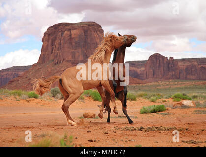 Due cavalli selvaggi combattono vicino a Desert butte nella Monument Valley, Utah Foto Stock