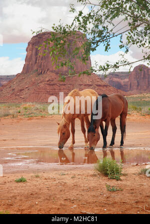 Due cavalli selvaggi di bere a oasi nel deserto acqua Foto Stock