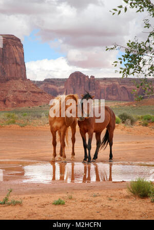 due cavalli selvatici insieme in un buco d'acqua con le teste chiudere mostrando affetto Foto Stock