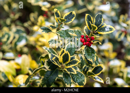 Ilex altaclerensis golden king, variegato holly, aquifoliaceae. Foto Stock