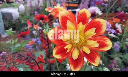 Close up di dalie a flower show Foto Stock