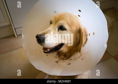 Il Golden Retriever cane indossando un post-intervento chirurgico di collare per aiutare il suo recupero nel Regno Unito Foto Stock