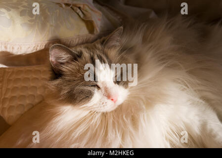 Sonnecchia in una luminosa camera da letto dopo che gli esseri umani hanno lasciato la sala in Inghilterra Regno Unito un maschio adulto gatto Ragdoll. Foto Stock