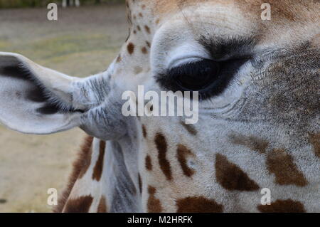 Close up giraffe Foto Stock