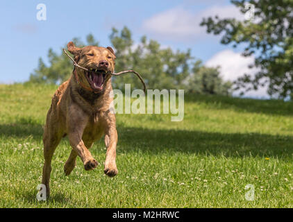 Felice Chessie Foto Stock