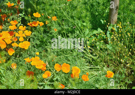 Fiori arancioni e farmacia daisy fiori in una foto. Una classica composizione diagonale è stato utilizzato. Giornata di sole sfondo all'aperto Foto Stock