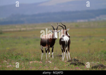 Due bontebokke (Damaliscus pygargus) nel Bontebok National Park vicino a Swellendam nella provincia del Capo occidentale del Sud Africa. Foto Stock