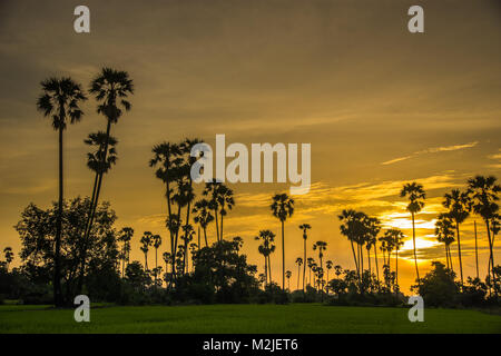 Silhouette Sugar Palm tree sul riso azienda durante il tramonto nelle zone rurali della Thailandia Foto Stock