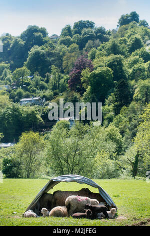 Pecore competere per ombra in un campo nei pressi di Symonds Yat in Herefordshire, Regno Unito Foto Stock