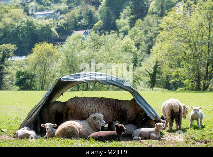 Pecore competere per ombra in un campo nei pressi di Symonds Yat in Herefordshire, Regno Unito Foto Stock