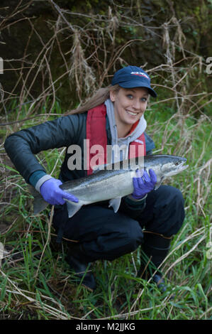 Trota Steelhead pescatori con un incubatoio allevati Siletz river steelhead catturati su un galleggiante guidato viaggio. Il modello release, solo uso editoriale. Foto Stock