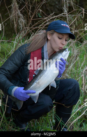 Trota Steelhead pescatori con un incubatoio allevati Siletz river steelhead catturati su un galleggiante guidato viaggio. Il modello release, solo uso editoriale. Foto Stock