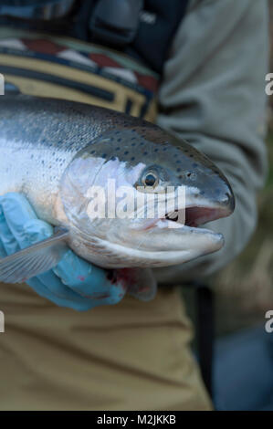 Trota Steelhead pescatori con un incubatoio allevati Siletz river steelhead catturati su un galleggiante guidato viaggio. Il modello release, solo uso editoriale. Foto Stock