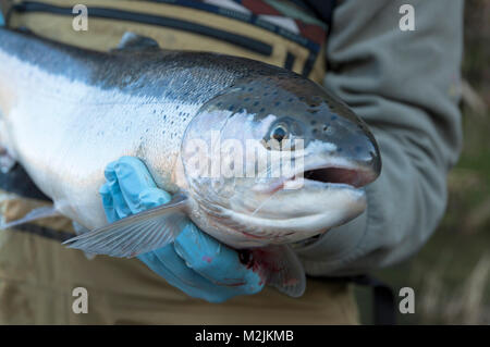 Trota Steelhead pescatori con un incubatoio allevati Siletz river steelhead catturati su un galleggiante guidato viaggio. Il modello release, solo uso editoriale. Foto Stock